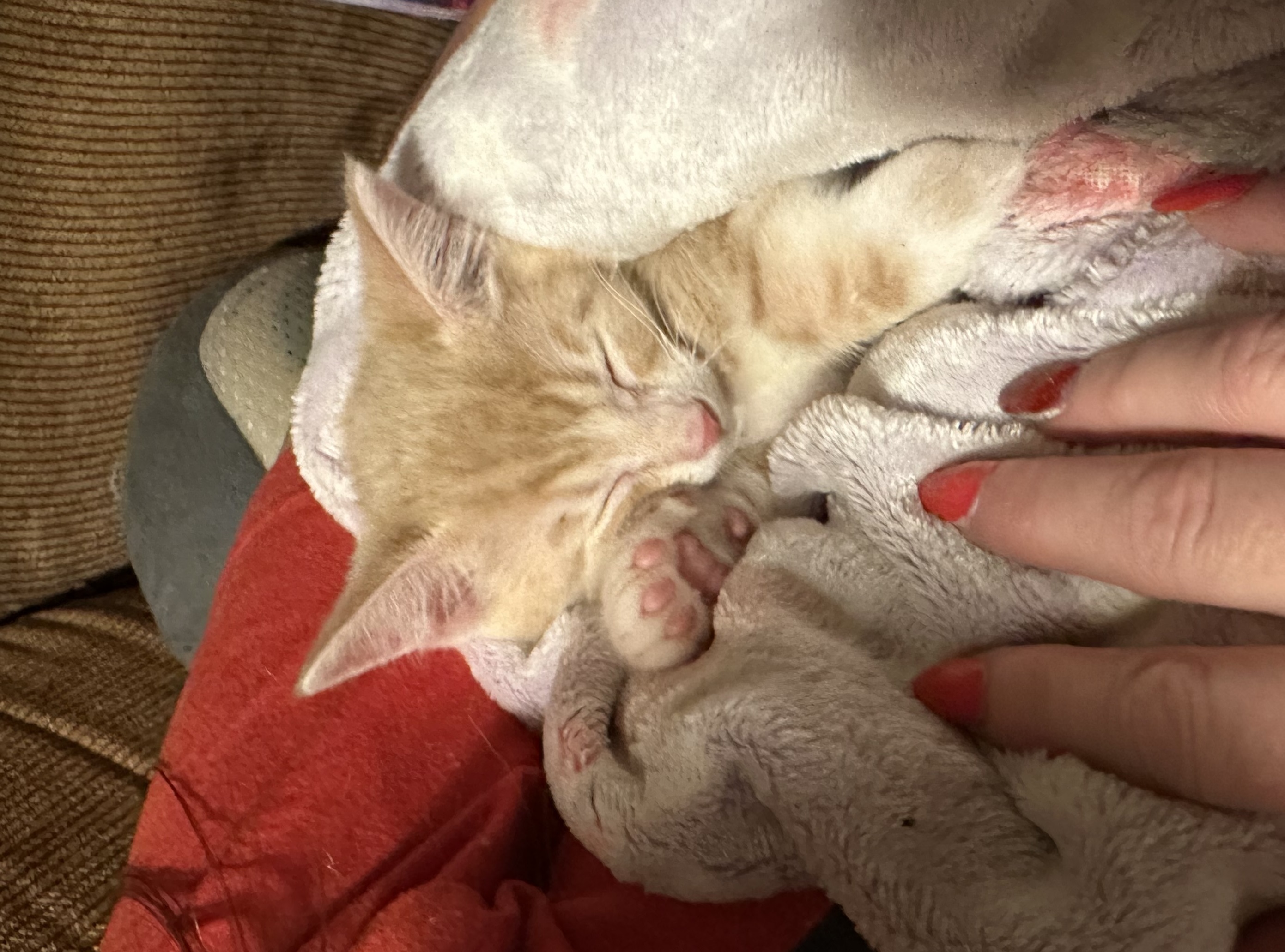 Rescued kitten sleeping peacefully.